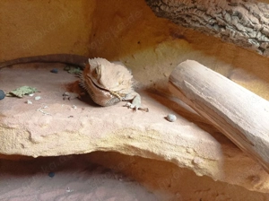 bartagame mit therarium Bild 2