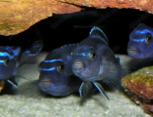 Schöne Gruppe abzugeben