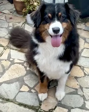 Australian Shepherd Welpen 