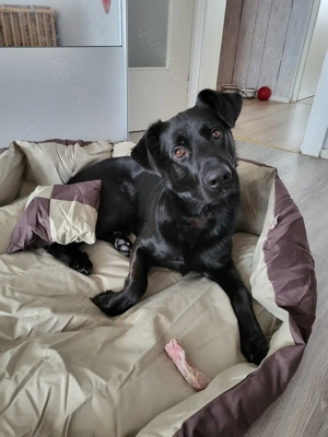 Schweren herzens mischlings Rüde Chase