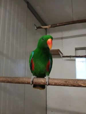  Aru-Edelpapagei Hahn