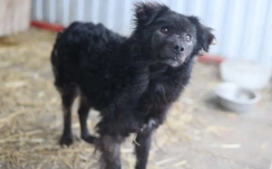 Neustart für den wuscheligen Hidalgo gesucht Bild 3