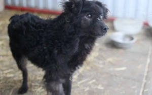 Neustart für den wuscheligen Hidalgo gesucht Bild 2