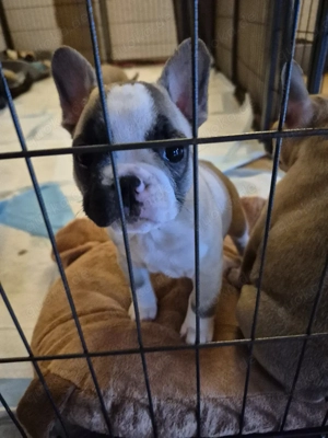 Französische Bulldogge Welpe