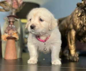 Zwei Golden Retriever