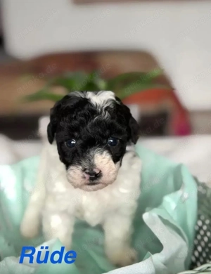 Toypudel Welpen mit Bestwerte & Top Soziallisierung
