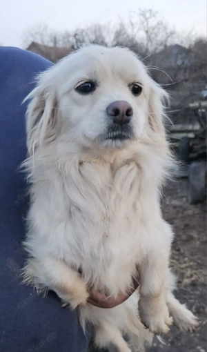 Gini 3 Jahre, 30-35 cm, lieb