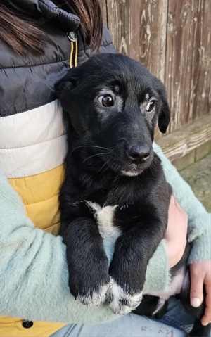 Welpe Gustl, wird ca 35 cm