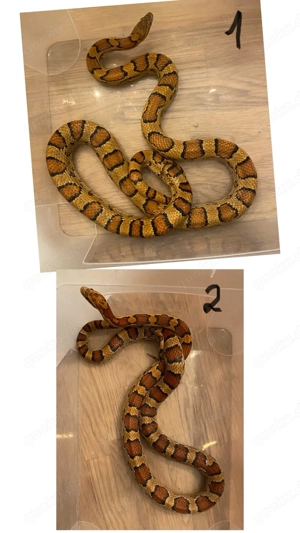 Kornnattern zu verkaufen 