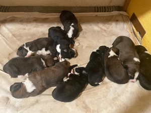 Flauschige Herzensbrecher: 9 sanfte Riesen suchen ihr Traumzuhause!    Bild 3