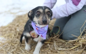 Zauberhafte kleine Emmylou sucht Familienanschluss