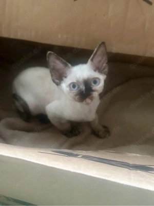 Devon Rex Mädchen 3,5 Monate   mit Stammbaum, FPL FIFe