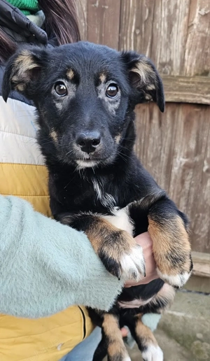 Welpe Safira, 4 Monate, wird ca. 35 cm