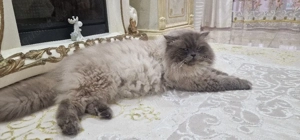  Ragdoll Deckater reinrassige