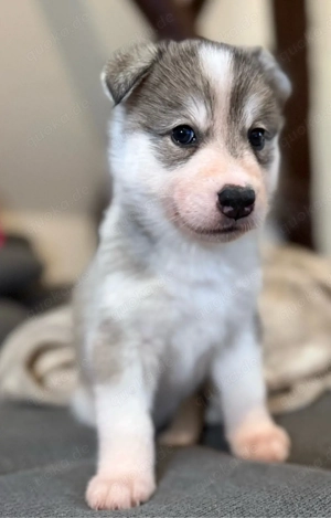 Besuch ab sofort möglich Husky x Australian Shepherd