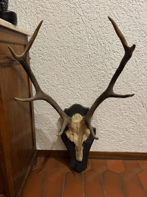 Hirschgeweih 