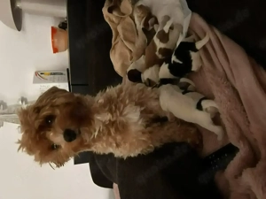 Maltipoo-Mama sucht liebevolles Zuhause für ihre Mädels