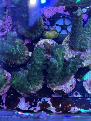 Korallen Ableger SPS LPS meerwasser