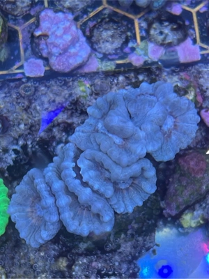 Korallen Ableger SPS LPS meerwasser Bild 8