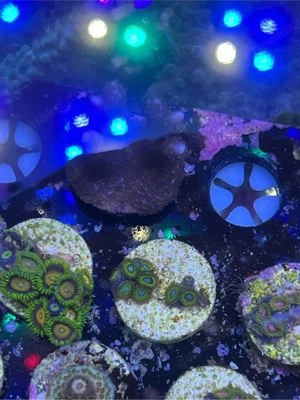 Korallen Ableger SPS LPS meerwasser Bild 7