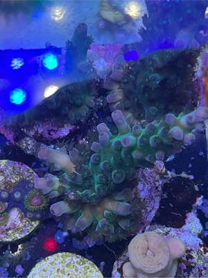 Korallen Ableger SPS LPS meerwasser Bild 6