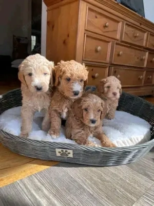 entzückende Pudelwelpen