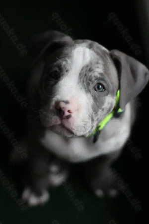 Wunderschöne American Bully Pocket Welpen bereit zum Auszug 