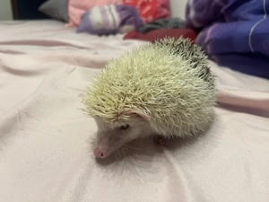 Igel igel igel igel igle