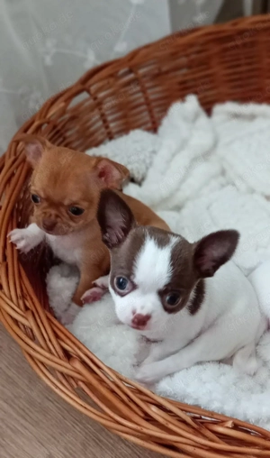 Chihuahua Welpen 