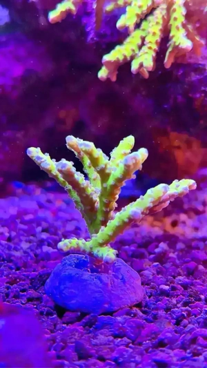 SPS Korallen Ableger abzugeben Acropora, Anacropora & Montipora