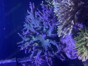 XXL Acropora sp. ähnlich Elektrik Miaghi   Bild 2