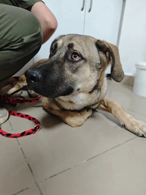 Elvis sucht seine Herzensmenschen 