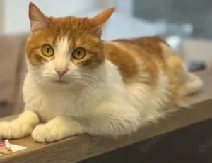 Lucky Traumkater sucht sein Wunschzuhause