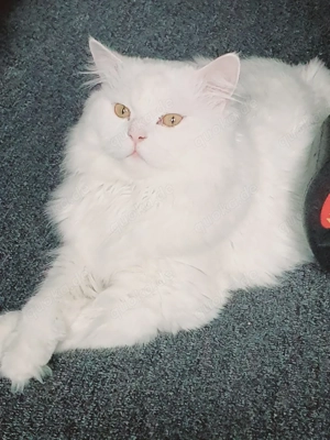 Perser Deckkater  (Kevin Verkauf)