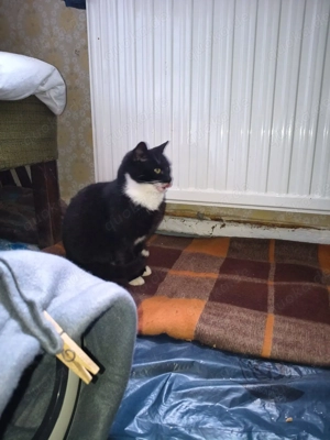 Noch ängstliche hübsche Katze Cleo zu vermitteln, kastriert, ca. 2 Jahre alt Bild 5