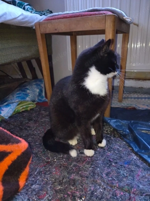 Noch ängstliche hübsche Katze Cleo zu vermitteln, kastriert, ca. 2 Jahre alt Bild 2