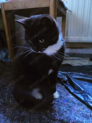 Noch ängstliche hübsche Katze Cleo zu vermitteln, kastriert, ca. 2 Jahre alt