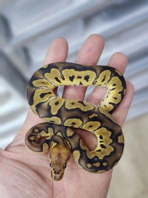 1.0 Chocolate Clown Königspython, Python Regius 