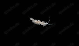 Berghia Schnecke gegen Glasrosen Meerwasser Berghia Nudibranch Schnecke