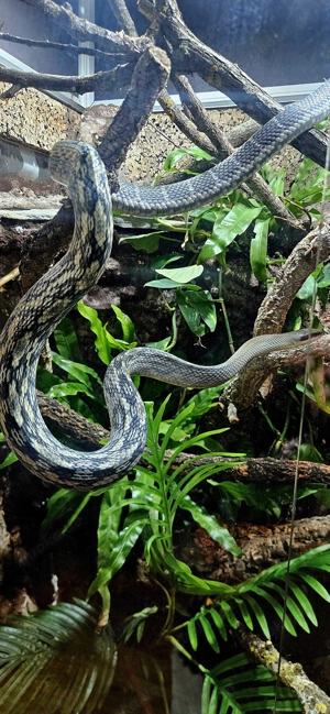 1.0 Blaue Schönnatter (Orthriophis taeniurus callicyanous)
