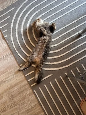 kater zur Deckung Bild 3