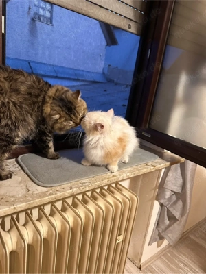 kater zur Deckung Bild 4