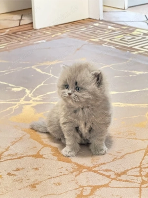 babykatzen Britisch Langhaare