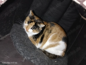 Glücks Katze 3 Jahre 