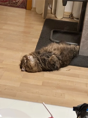 kater zur Deckung Bild 5