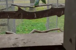 Venezuela Amazone Verkaufen