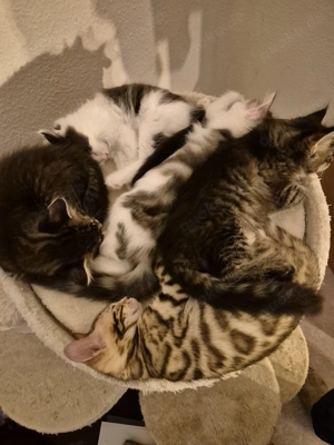 Zuckersüße Maine Coon Kitten suchen ihr Für-Immer-Zuhause.