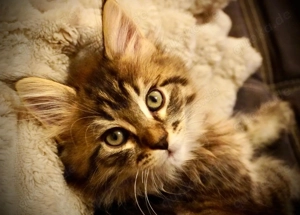 Zuckersüße Maine Coon Kitten suchen ihr Für-Immer-Zuhause.