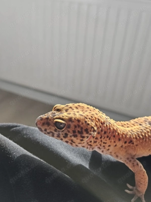 Leopardgecko Männchen abzugeben 