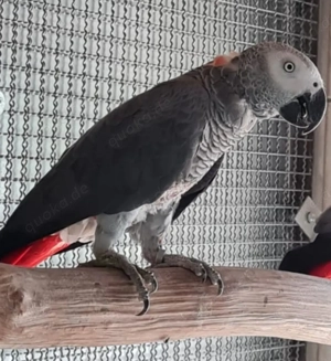 Graupapagei-Hahn 1,0  